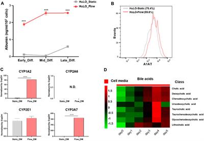 Fast formation and maturation enhancement of human liver organoids using a liver-organoid-on-a-chip